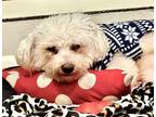 Eddie Bichon Frise Senior Male