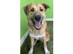 Wilson Labrador Retriever Adult Male