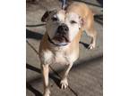 Lottie bonded with Lettie American Pit Bull Terrier Senior Female
