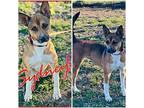 Sydney Basenji Young Female