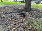Z Remy Martin Rottweiler Puppy Male