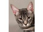 Jerry Domestic Shorthair Young Male