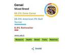 Cersei Cane Corso Adult Female