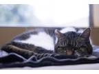 Babette Domestic Shorthair Senior Female