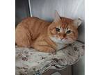 Barn Cat Neko Domestic Shorthair Adult Male