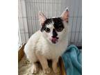 Charlie Domestic Shorthair Kitten Male