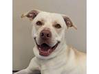 Halo Labrador Retriever Adult Male