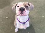 Big Poppa American Pit Bull Terrier Adult Male