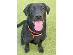 Lydia Labrador Retriever Puppy Female