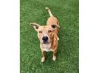 Tater Labrador Retriever Adult Male