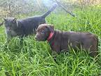 Mocha Labrador Retriever Puppy Female