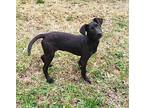 Dolly Labrador Retriever Puppy Female