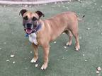 Garth American Staffordshire Terrier Adult Male