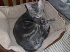 Amber, Cinder and Asher Domestic Shorthair Kitten Female