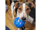 Ramsey Hound (Unknown Type) Young Male