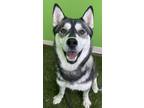 Arora Husky Young Female