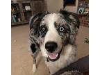 Maverick Australian Shepherd Puppy Male