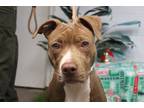 Axel American Pit Bull Terrier Adult Male