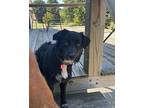 Maggi B Flat-Coated Retriever Adult Female