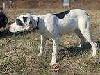 Cruella Pointer Young Female