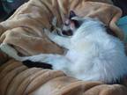 Curly Domestic Shorthair Senior Female