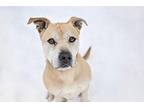 Buckwheat Labrador Retriever Adult Male