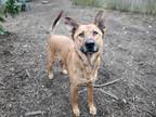 Paco German Shepherd Dog Adult Male