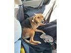Indiana Bones Foxhound Adult Male
