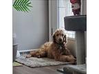 Bangles Poodle (Standard) Adult Female