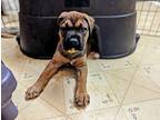 Merry Boxer Puppy Female