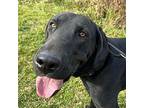 Midas Labrador Retriever Adult Male