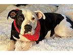 BABES American Bulldog Puppy Female