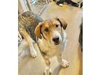 Brownie Collie Puppy Male