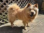 Harper Chow Chow Adult Female