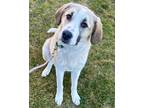 Wendy Anatolian Shepherd Young Female