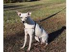 Reba Rat Terrier Young Female
