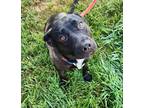 Lacey Labrador Retriever Adult Female