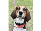 Pepper Foxhound Young Female