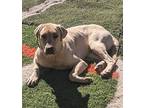 Alonso Labrador Retriever Young Male