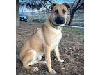 Harry German Shepherd Dog Young Male