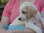 Osprey Treeing Walker Coonhound Puppy Female