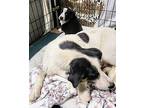 Chili ( female) Border Collie Adult Female