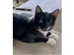 Will Domestic Mediumhair Kitten Male
