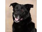 Lady Labrador Retriever Senior Female