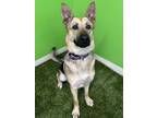 Lena German Shepherd Dog Young Female