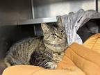 August Domestic Shorthair Senior Male
