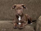 Eros Jack Russell Terrier Puppy Male
