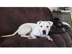 Biscuit American Pit Bull Terrier Adult Male