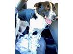 Oreo Australian Shepherd Young Male