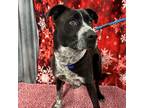 Scout American Pit Bull Terrier Adult Female